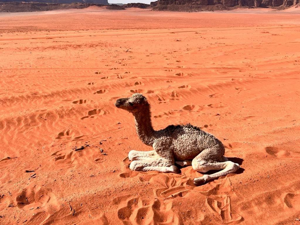Wadi Rum Sky Tours & Camp Esterno foto